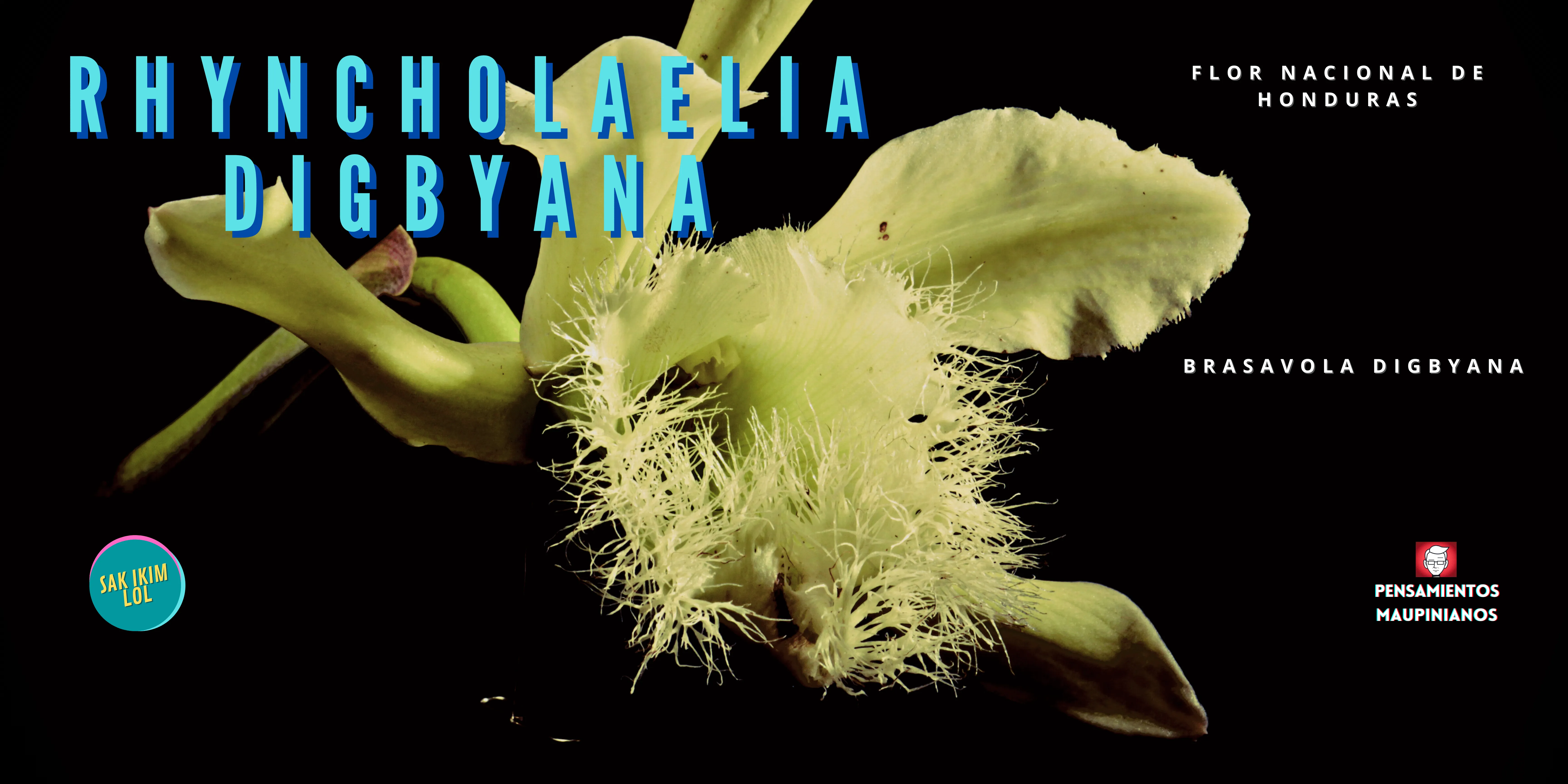 Pensamientos Maupinianos: Rhyncholaelia digbyana flor nacional de Honduras (antes Brasavola Digbyana) Pensamientos Maupinianos: Rhyncholaelia digbyana flor nacional de Honduras (antes Brasavola Digbyana)