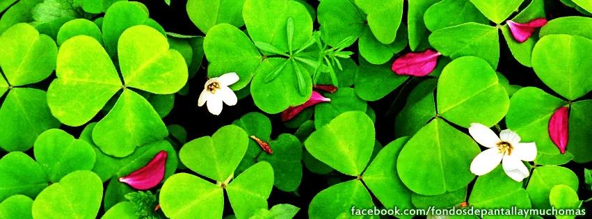 Qué estás pensando?: Portadas para biografía de Facebook