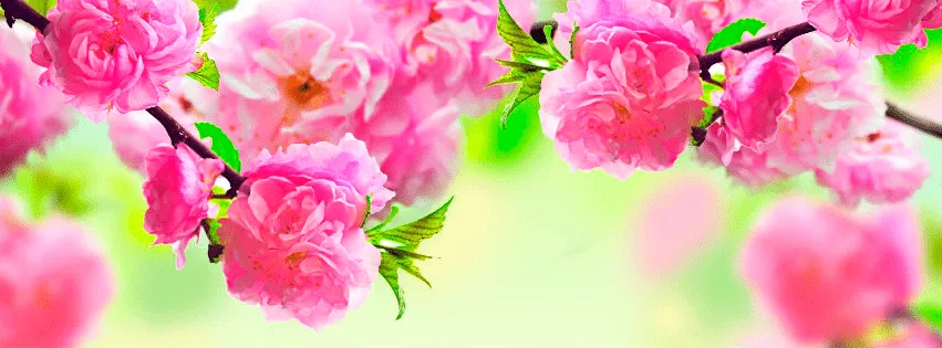 Qué estás pensando?: Portadas para Facebook de flores Qué estás pensando?: Portadas para Facebook de flores