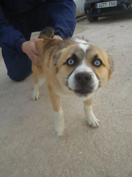Pepe, un perrillo de impresionantes ojos azules | En busca de una ...