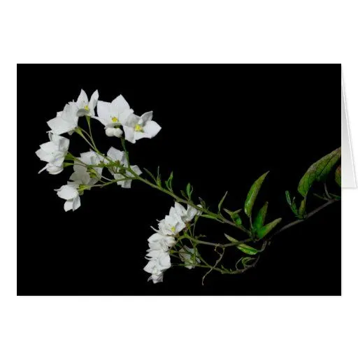 Pequeñas flores blancas felicitacion | Zazzle Pequeñas flores blancas felicitacion | Zazzle