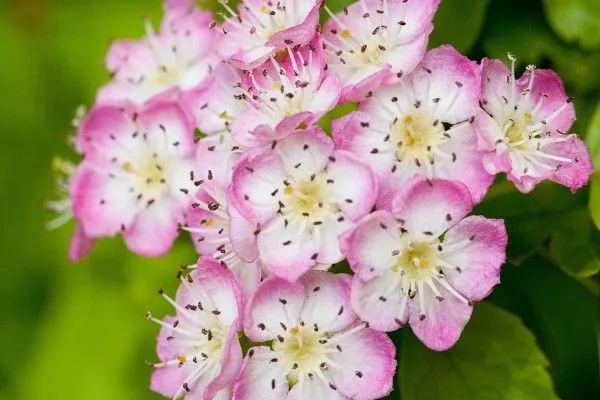 Pequeñas flores rosas (24133)