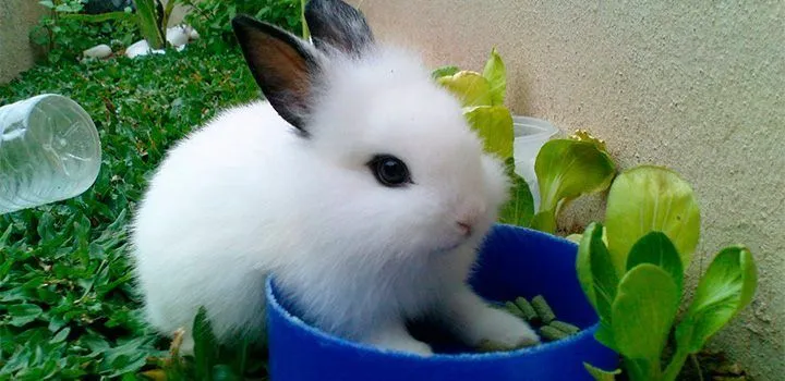 pequeno-conejo-hotot.jpg