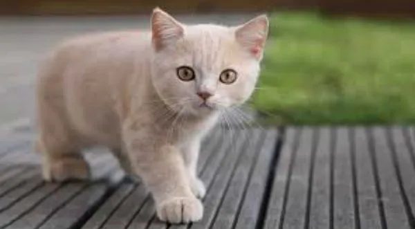 Pequeño gato juega con patos bebés - VIDEO | Noticias ... Pequeño gato juega con patos bebés - VIDEO | Noticias ...