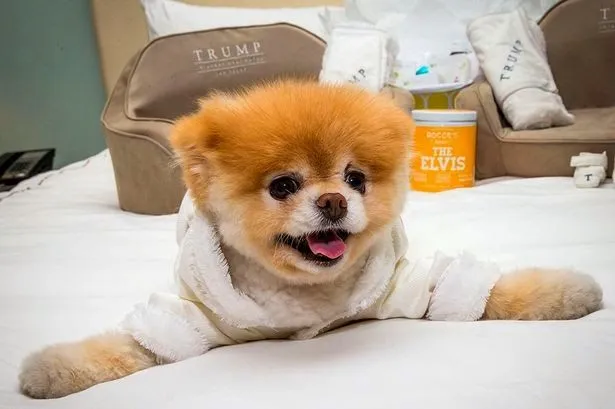 El pequeño perro Boo es tratado como una estrella en las Vegas ... El pequeño perro Boo es tratado como una estrella en las Vegas ...