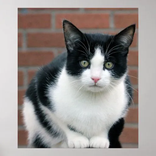 Pequeño poster blanco y negro del gato | Zazzle Pequeño poster blanco y negro del gato | Zazzle