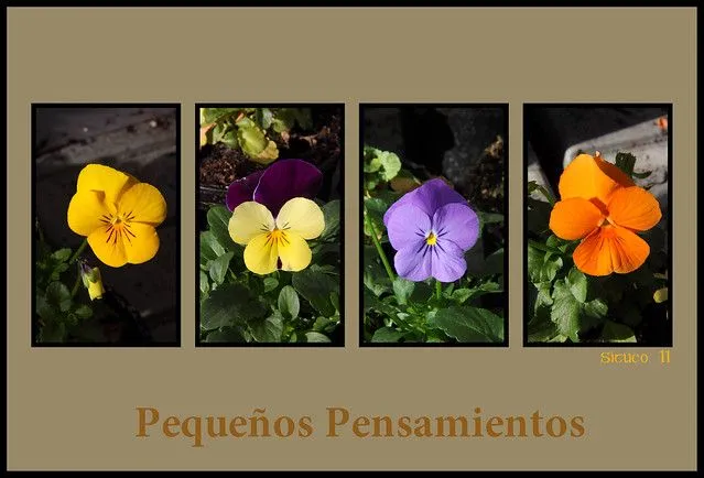 Pequeños y bonitos pensamientos | Flickr - Photo Sharing! Pequeños y bonitos pensamientos | Flickr - Photo Sharing!