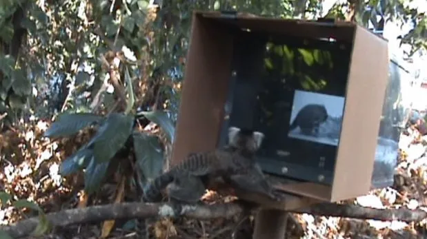 Pequeños monos aprenden viendo un video tutorial [VIDEO ...