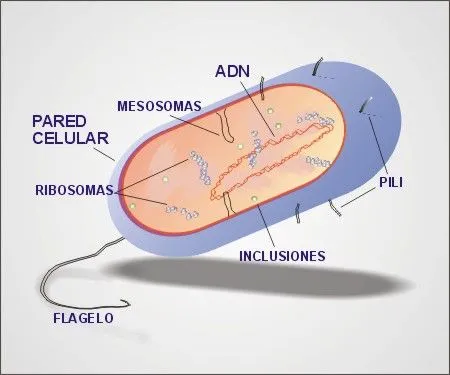 Pequeños seres vivos invisibles: "Bacterias" - Monografias.com