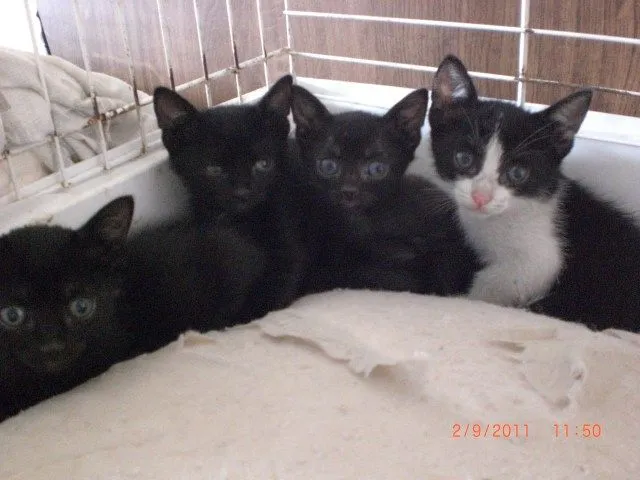 Peques ADOPTADOS