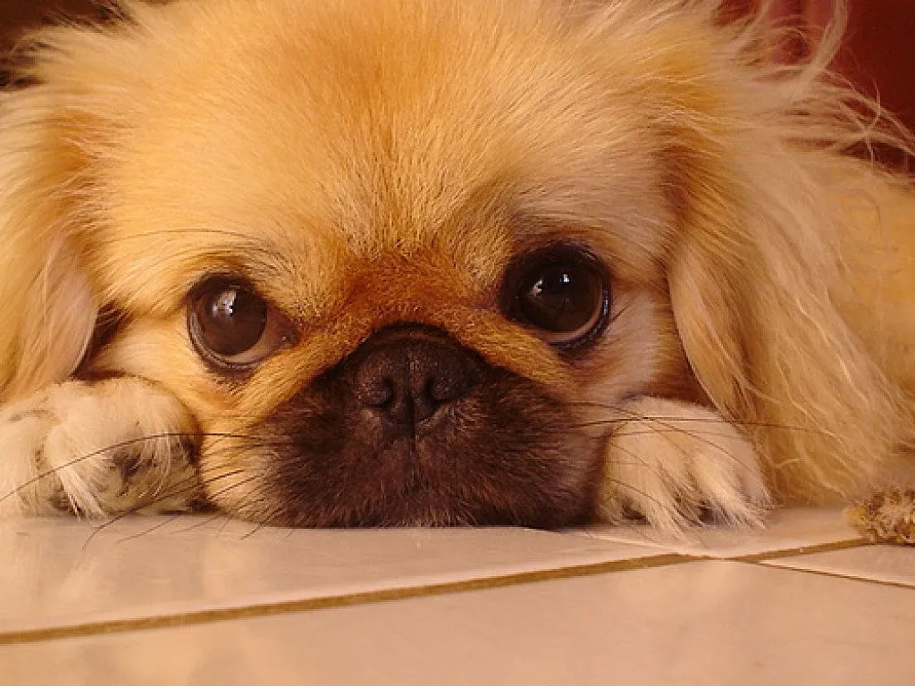 pequines | Cuidar de tu perro es facilisimo.