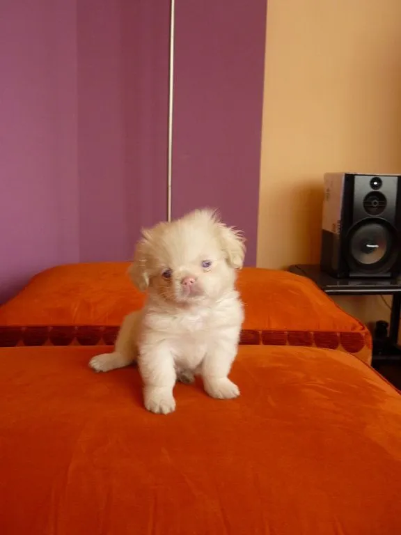 pequines | Cuidar de tu perro es facilisimo.com pequines | Cuidar de tu perro es facilisimo.com