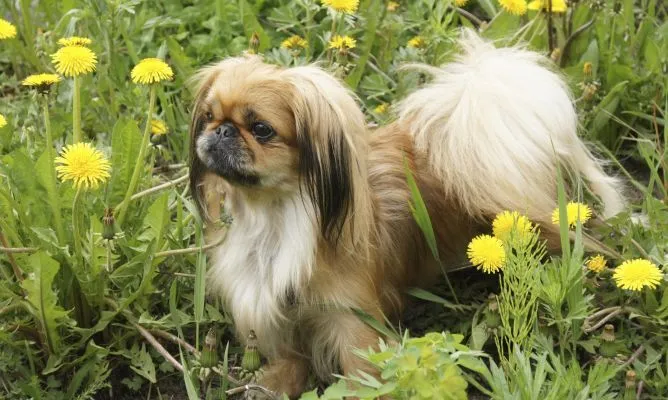 Pequinés marrón de pelo corto | Mundo Perro