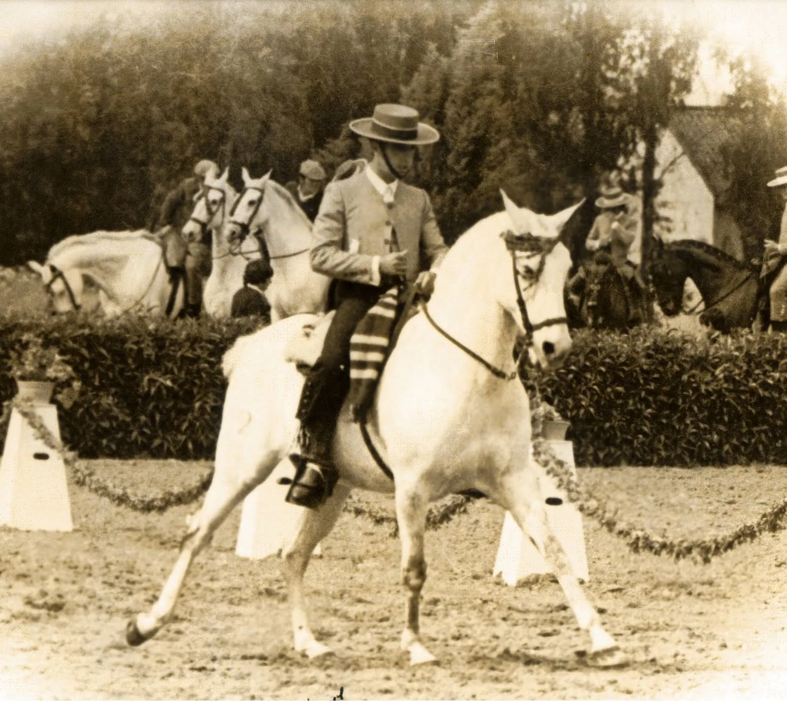 Peralta-Caballos PRE venta-Yeguada Pura Raza Español y CDE-Spanish ...