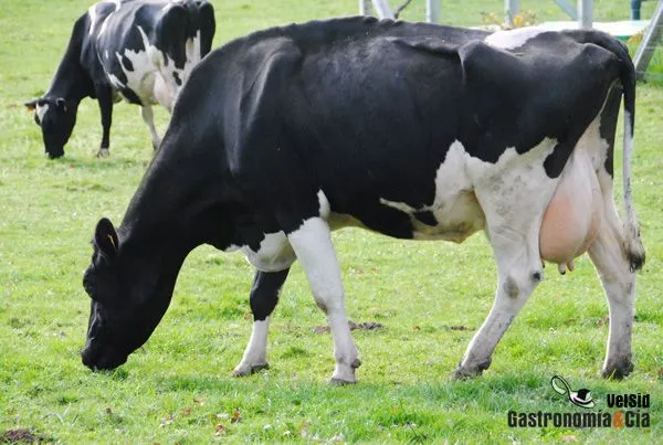 Percepción de los consumidores sobre los alimentos clonados