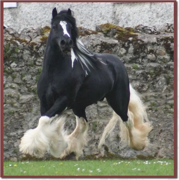 Percherones Archives - Fotos de Caballos