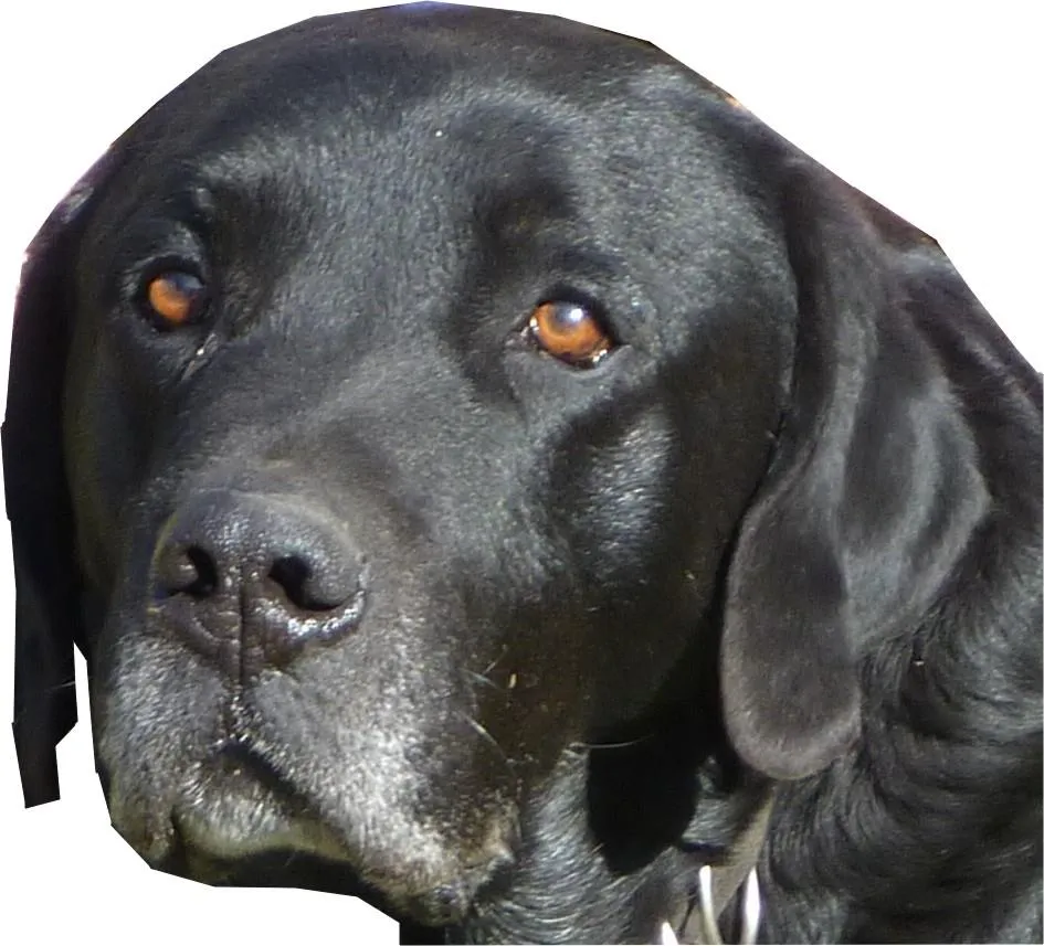 Perdi mi labrador negro