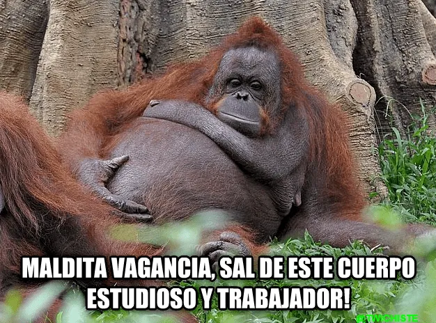 pereza5.png