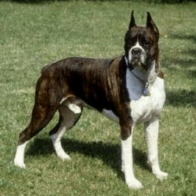 Los perros mas lindos del mundo - Taringa!