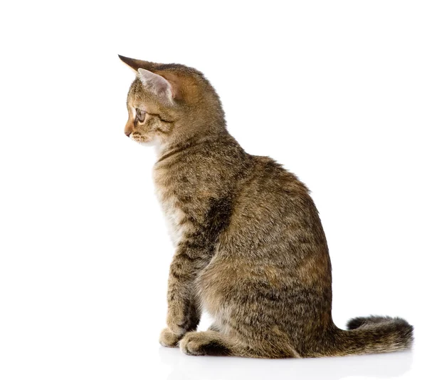 Perfil de gato — Foto stock © photo-deti #44205943 Perfil de gato — Foto stock © photo-deti #44205943