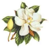 ... que un perfume floral sea grande debe tener algunas notas de jazmín ... que un perfume floral sea grande debe tener algunas notas de jazmín