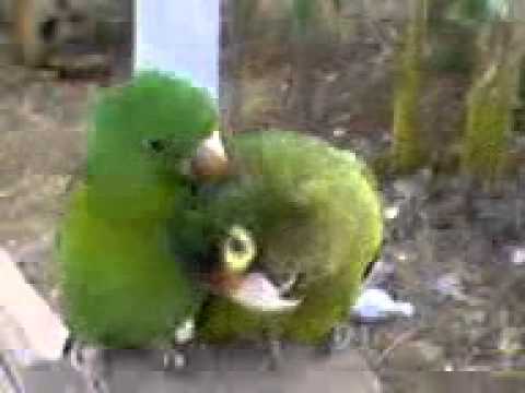 PERICA PERICO ENAMORADOS.3gp - YouTube