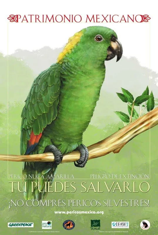 Perico dibujo animado - Imagui