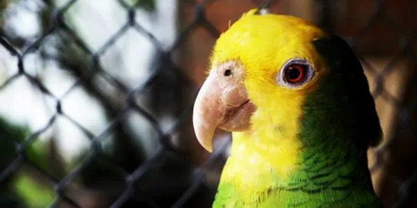 Tiene usted un perico o loro mexicano? | Adopta.mx Tiene usted un perico o loro mexicano? | Adopta.mx