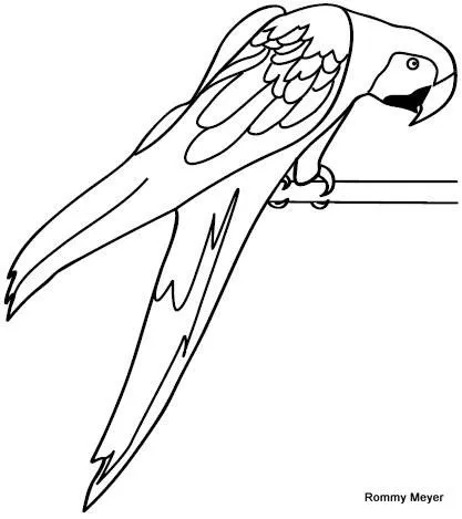 perico | Wchaverri's Blog