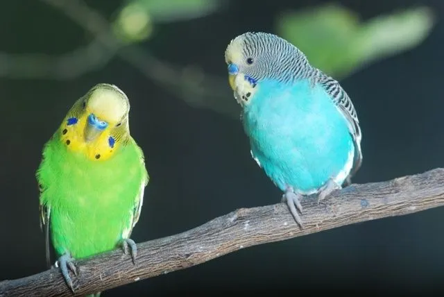 Pericos on Pinterest | Parrots, Conure and Parakeets Pericos on Pinterest | Parrots, Conure and Parakeets
