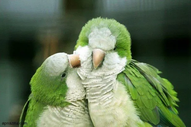 Pericos | Pericos | Pinterest | Parrots, Birds and Photography Pericos | Pericos | Pinterest | Parrots, Birds and Photography