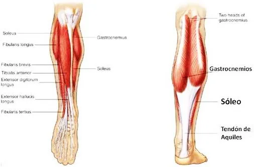 Periostitis tibial en el corredor | lesiones deportivas y fisioterapia