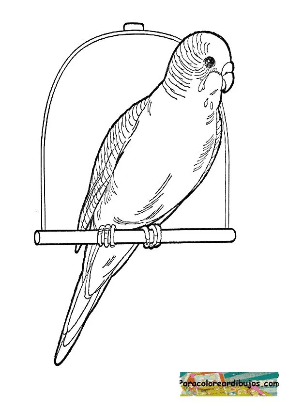 periquito para colorear | Colorear dibujos