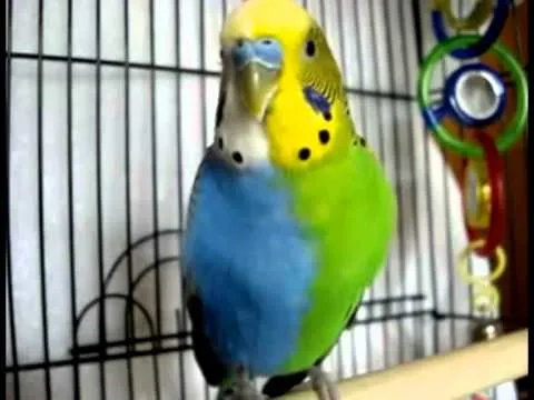Periquito de Duas Cores Half Sider - YouTube