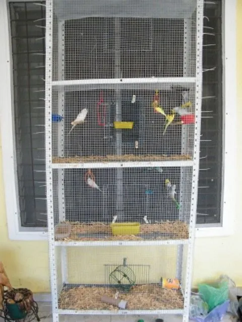 Periquitos Australianos y otras aves - CONSTRUCCION DE NUEVA JAULA ...