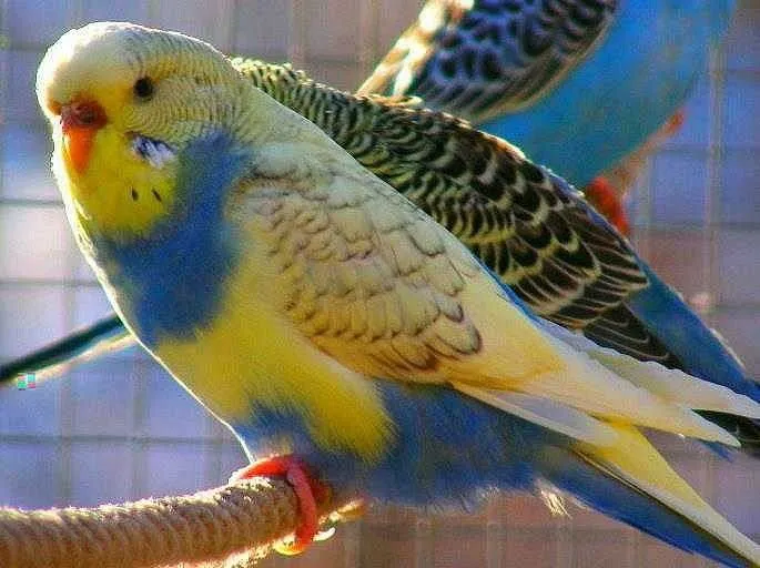 Periquitos australianos - sera verdad? - Color y sexo