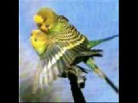 Los periquitos Australianos - YouTube