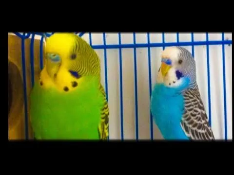 periquitos australianos - YouTube