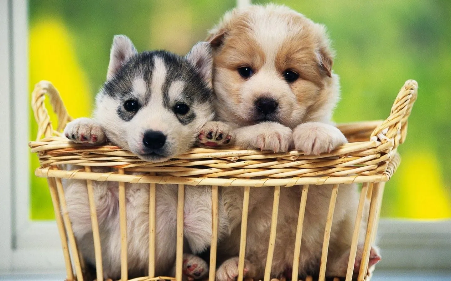 Peritos Tiernos
