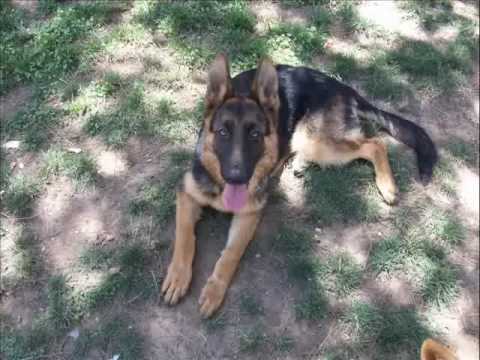 mi perra MAYA ¡¡,pastor aleman ,7 MESES - YouTube