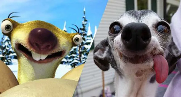 Esta perrita que se parece al perezoso de La Era del Hielo te ... Esta perrita que se parece al perezoso de La Era del Hielo te ...