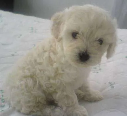 Perrita poodle toy o enano - Magallanes, Chile - Animales / Mascotas Perrita poodle toy o enano - Magallanes, Chile - Animales / Mascotas