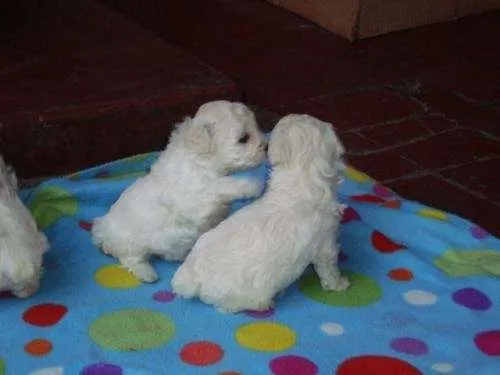 Perrita poodle toy - Imagui