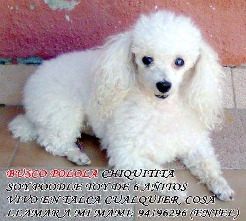 Perrita poodle toy - Imagui