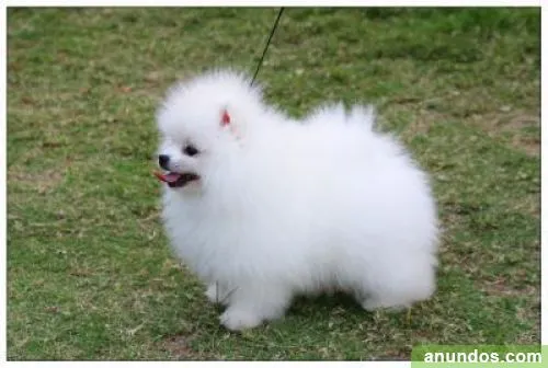 Los perritos bebés - Imagui