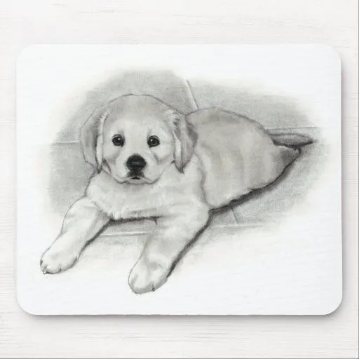 Perrito del golden retriever en lápiz: Dibujo del Tapetes De ... Perrito del golden retriever en lápiz: Dibujo del Tapetes De ...