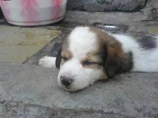 perrito lindo, hermoso, lindo | Descargar Fotos gratis perrito lindo, hermoso, lindo | Descargar Fotos gratis