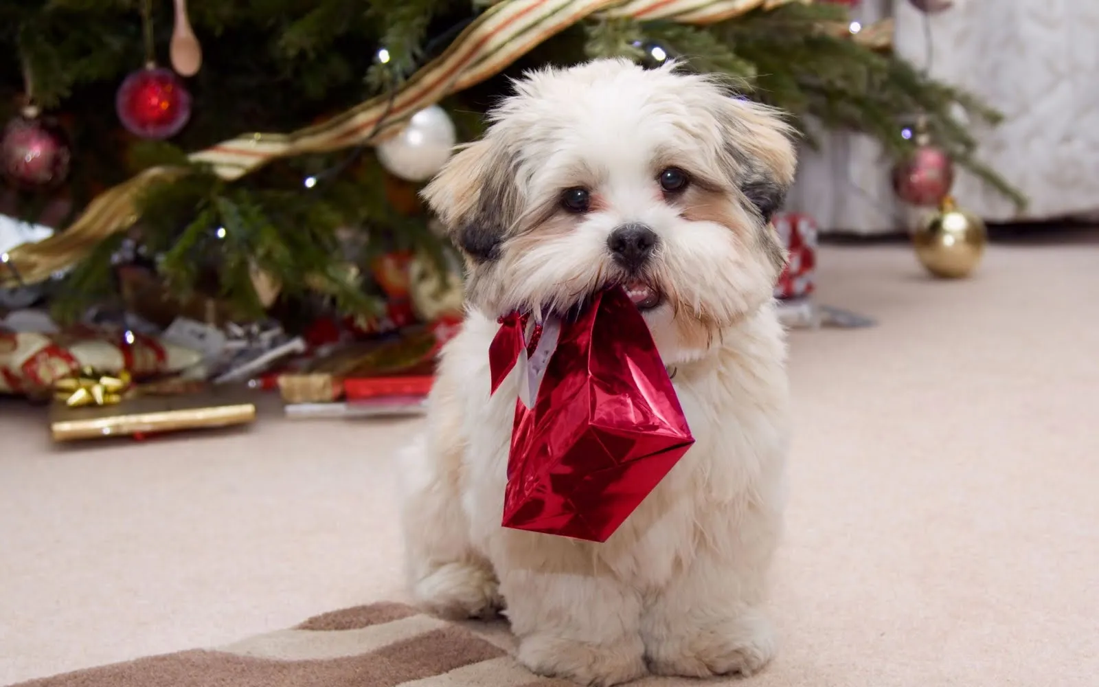Perrito listo para Navidad - Puppy ready for Christmas Perrito listo para Navidad - Puppy ready for Christmas