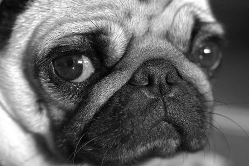 Perrito de ojos tristes | Qué quieres que te diga... Perrito de ojos tristes | Qué quieres que te diga...