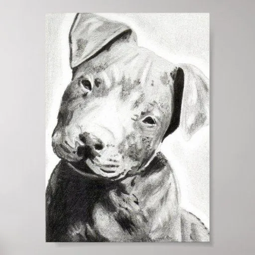 Perrito de Pitbull en la impresión del lápiz de Ja Póster | Zazzle Perrito de Pitbull en la impresión del lápiz de Ja Póster | Zazzle
